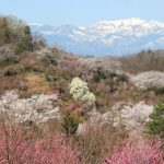 Hanamiyama is a popular flower viewing spot for Fukushima prefecture locals.