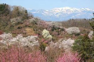 Hanamiyama is a popular flower viewing spot for Fukushima prefecture locals.