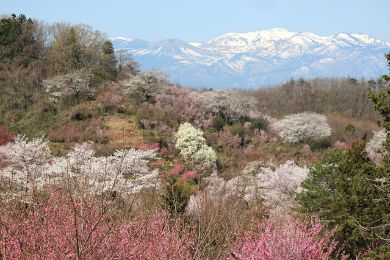 Hanamiyama is a popular flower viewing spot for Fukushima prefecture locals.