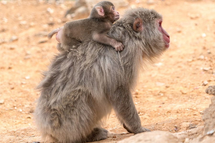 A baby and an adult monkey at Iwateyama Monkey park in Arashiyama, Kyoto