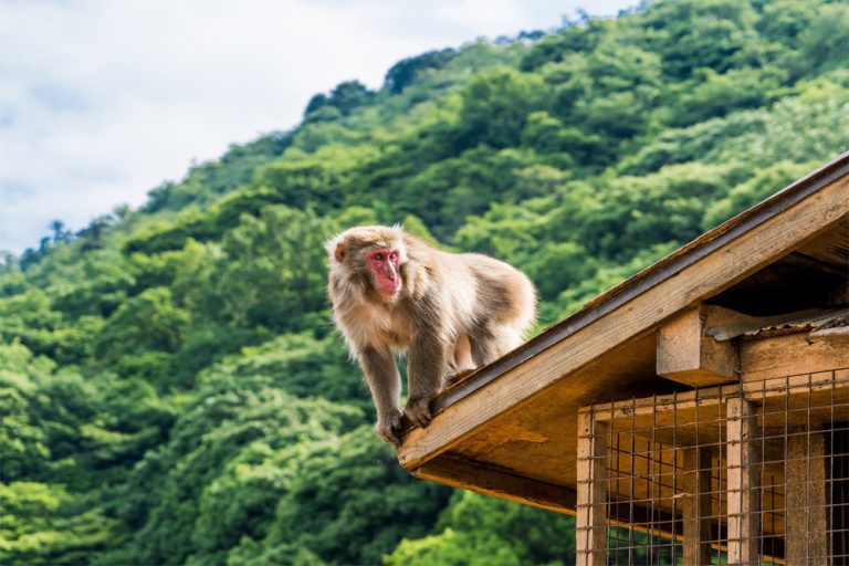 Iwatayama Monkey Park Photos