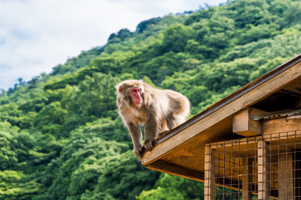 Iwatayama Monkey Park