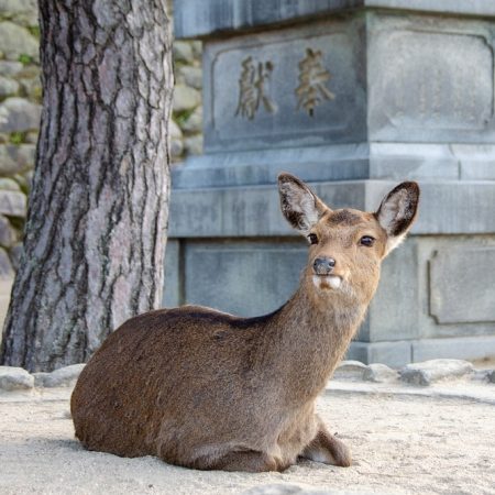 deer-3970148_1280_1000x667-min