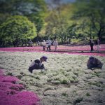 Hitsujiyama Park in full bloom