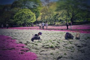 Hitsujiyama Park in full bloom
