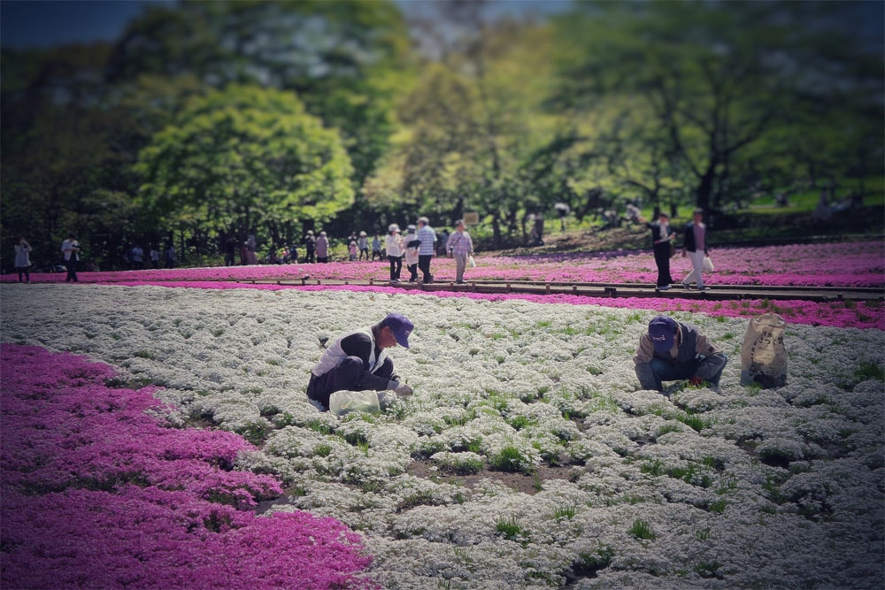 Hitsujiyama Park in full bloom