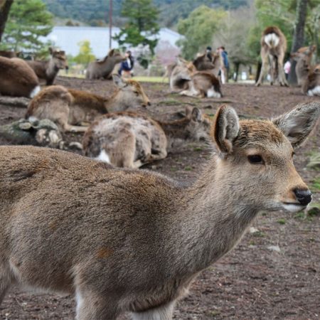 Deer in Nara Park, Nara Prefecture