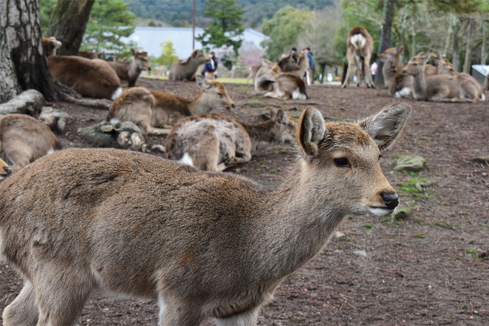 Deer in Nara Park, Nara Prefecture