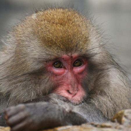 Jigokudani Monkey Park