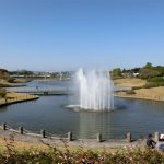 Hitachi Seaside Park in Ibaraki Prefecture