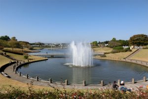 Hitachi Seaside Park in Ibaraki Prefecture