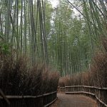 Arashiyama Bamboo Grove in Arashiyama Kyoto