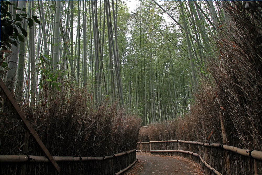 Arashiyama Bamboo Grove in Arashiyama Kyoto