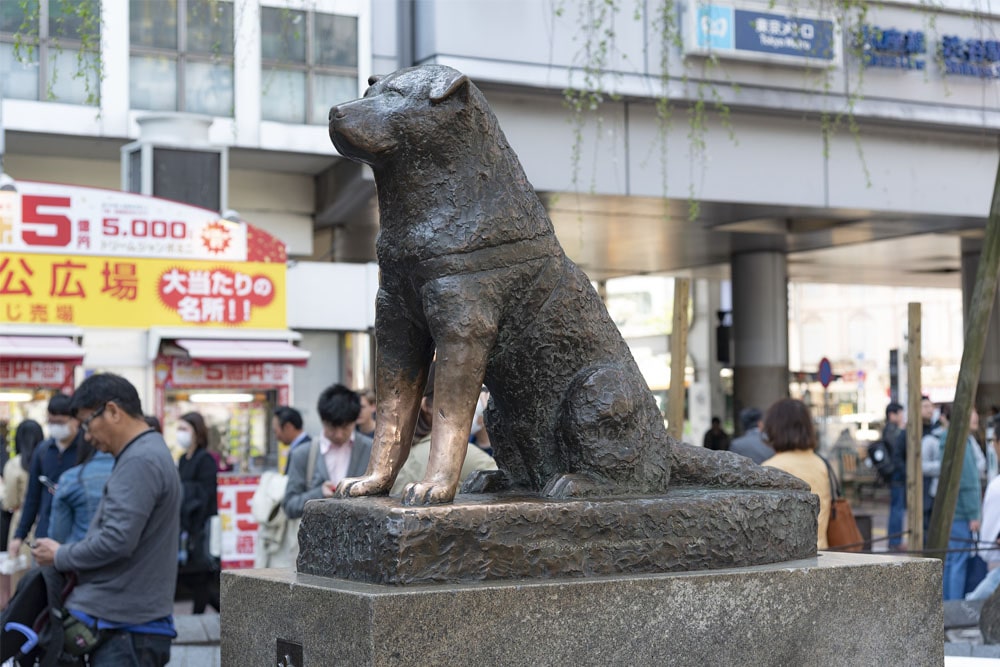 Hachiko Statue in Shibuya, Tokyo