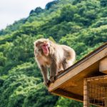Iwateyama Monkey Park in Kyoto prefecture is a great place to explore Japanese animals