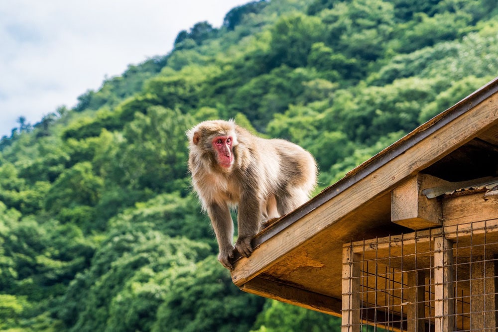 Iwateyama Monkey Park in Kyoto prefecture is a great place to explore Japanese animals