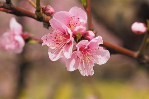 Cherry blossom season in Japan is both beautiful, and expensive.