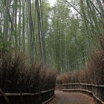 Arashiyama Bamboo Grove is one of top things to see and do in Kyoto