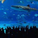Okinawa Churaumi Aquarium, Okinawa Prefecture