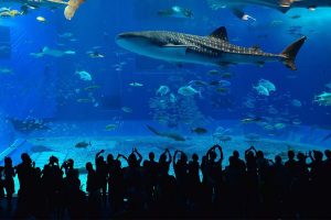 Okinawa Churaumi Aquarium, Okinawa Prefecture