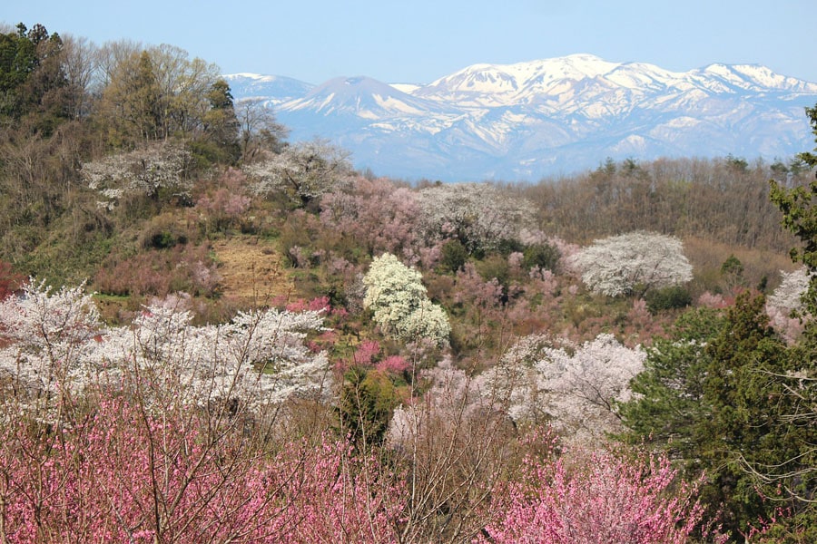 Hanamiyama is a popular flower viewing spot for Fukushima prefecture locals.