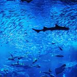 Enoshima Aquarium is a fun, family friendly activity in the Enoshima, Kanagawa Prefecture area.