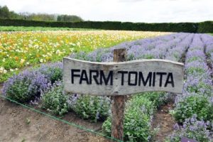 Poppy Field at Farm Tomita