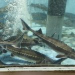 The Bifuka Sturgeon Musueum, Hokkaido Prefecture