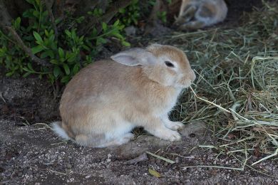 Okunoshima is an island in Hiroshima largely populated by rabbits