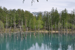 Shirogane Blue Pond Thumbnail