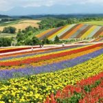 Shikisai no oka in Biei, Hokkaido prefecture