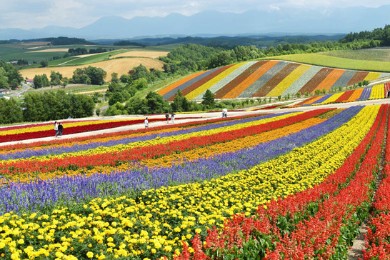 Shikisai no oka in Biei, Hokkaido prefecture