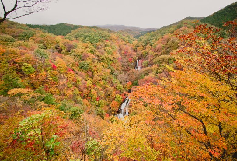 Kirifuri Falls surrounded by a lush autumn forest.