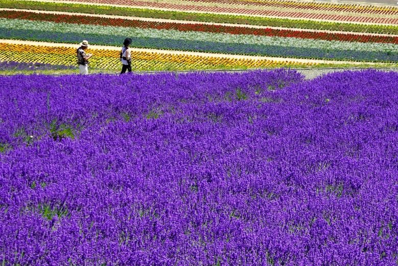 Lavender Field at Shikisai No Oka