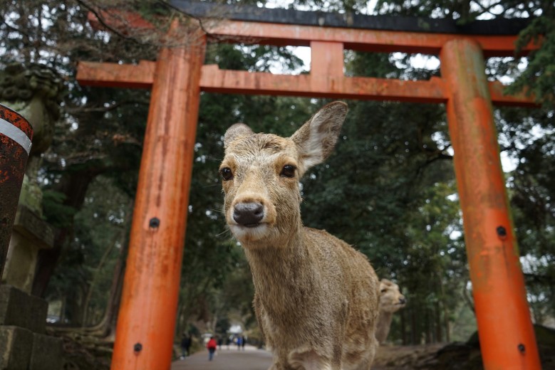 Nara, the Capital of Nara Prefecture, is the former first capital city of Japan.
