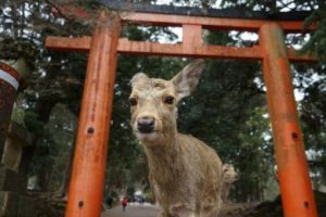 Nara, the Capital of Nara Prefecture, is the former first capital city of Japan.
