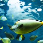 Fish in the Otaru Aquarium