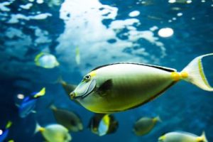 Fish in the Otaru Aquarium