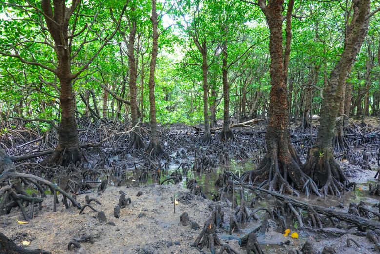 Mangrove roots in the Miyara River