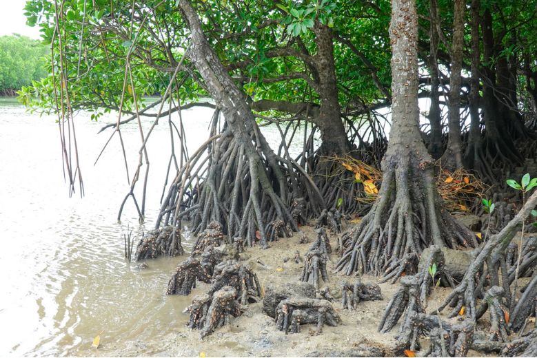 Mangrove roots in the Miyara River