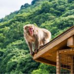 Iwatayama Monkey Park