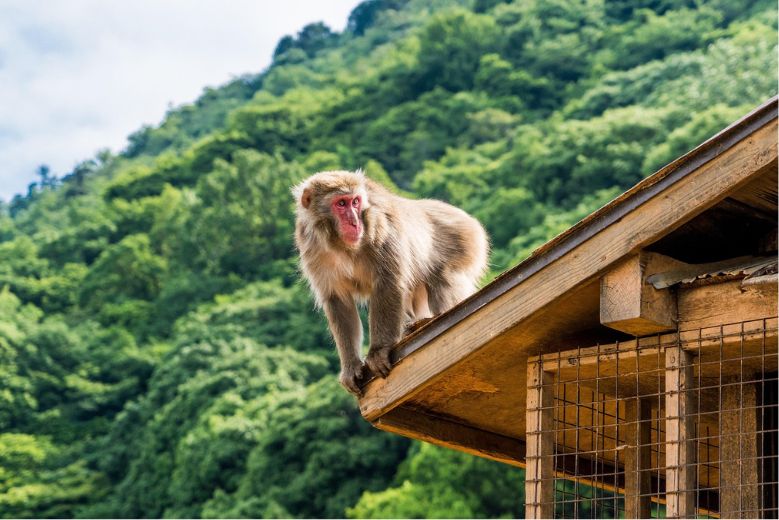Iwatayama Monkey Park