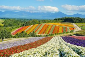 Shikisai no oka near Furano and Biei, Hokkaido prefecture