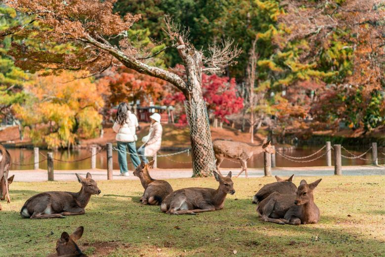 Deer in the Nara Deer Park, in an article on where to stay in Nara